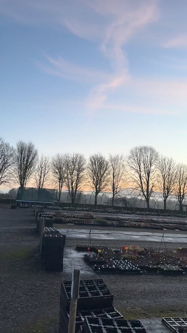Post 4 by Hardy's Plants on Instagram (video)