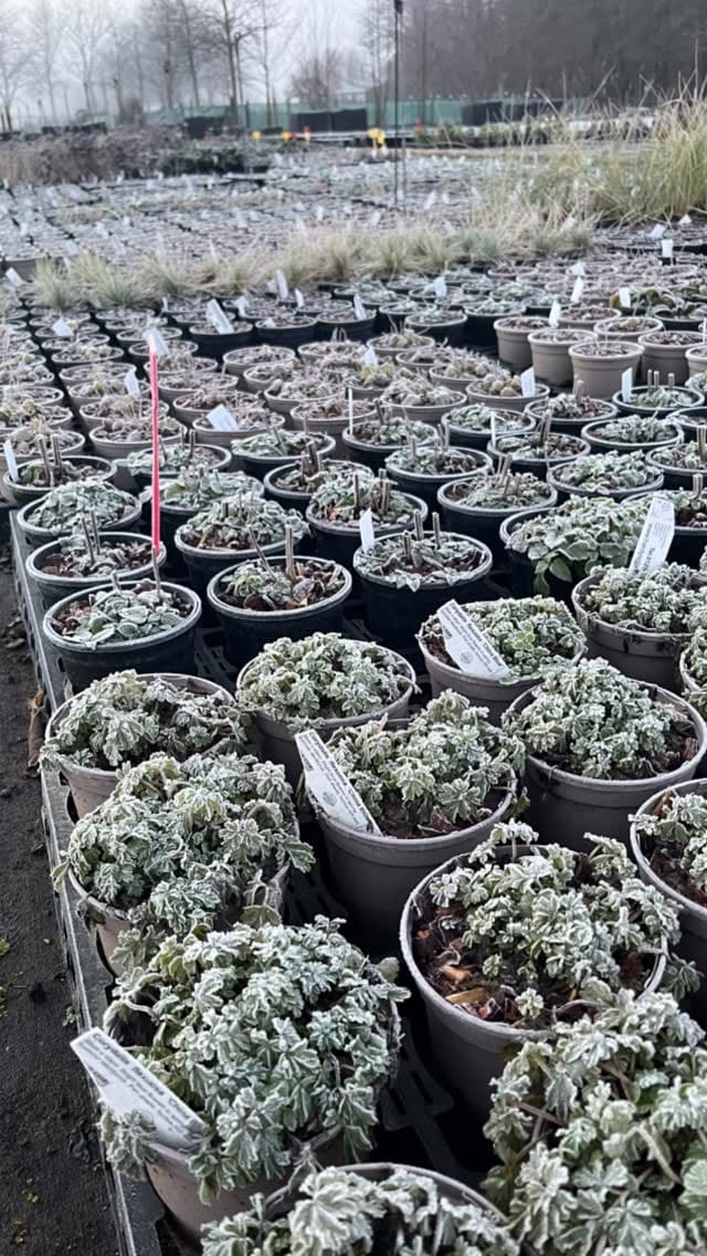 Post 5 by Hardy's Plants on Instagram (video)
