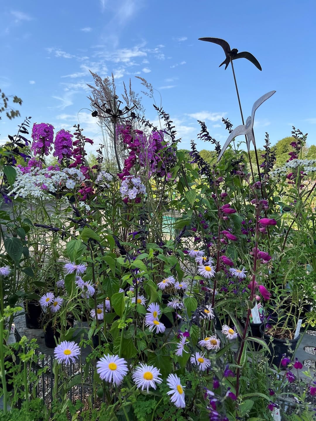 Post 9 by Hardy's Plants on Instagram (image)