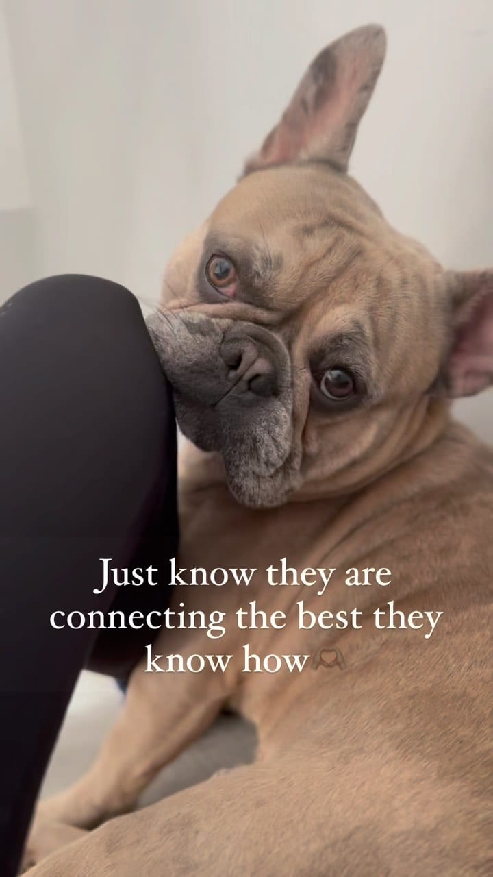 Post 10 by Ophelia & Rocco’s adventures 🤍 on Instagram (video)