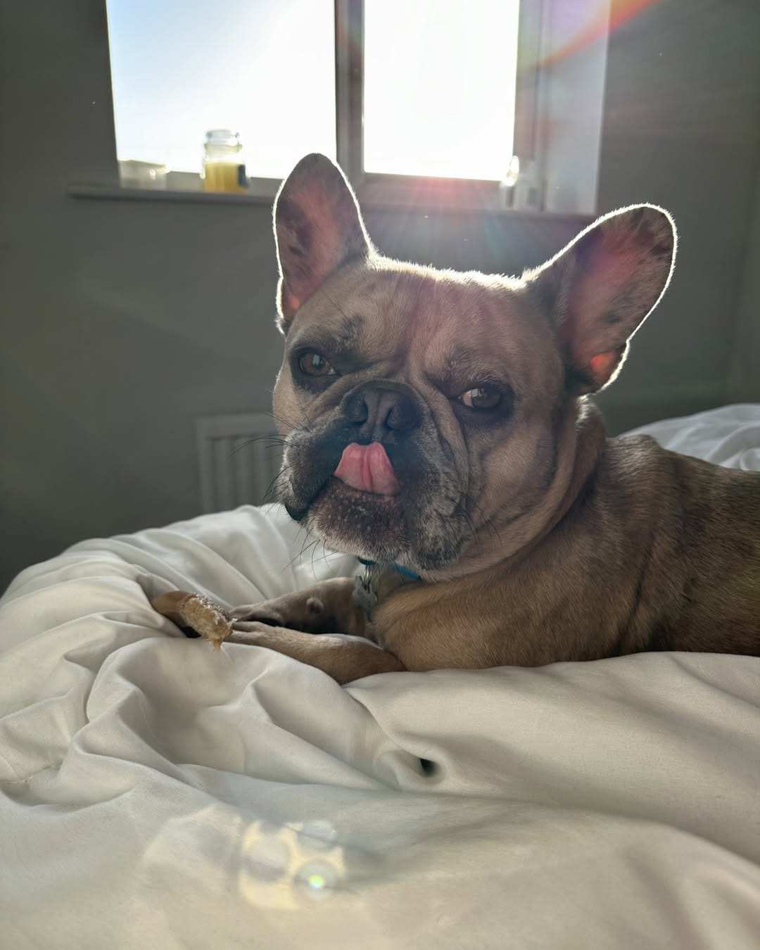 Post 4 by Ophelia & Rocco’s adventures 🤍 on Instagram (image)
