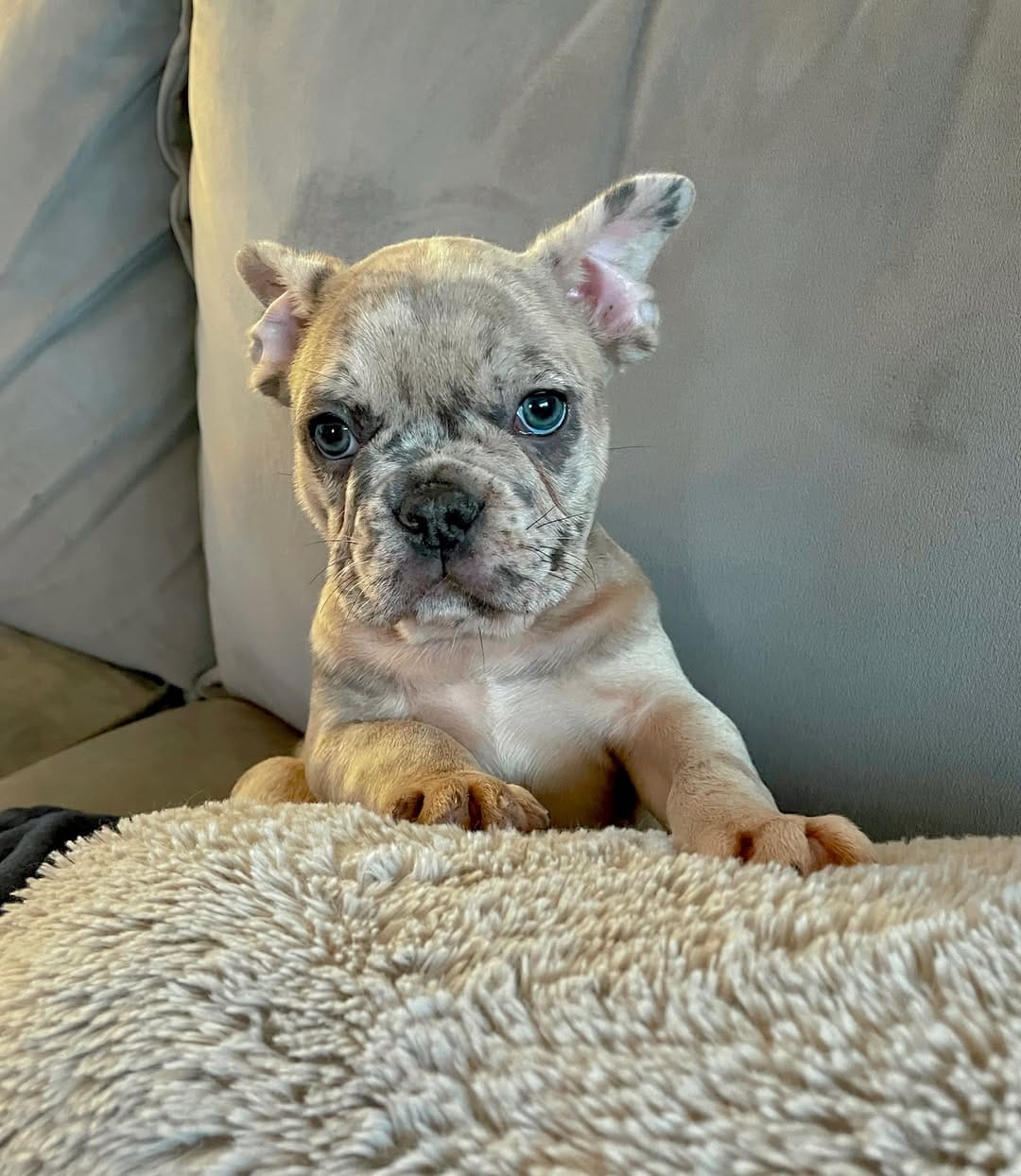 Post 8 by Ophelia & Rocco’s adventures 🤍 on Instagram (image)