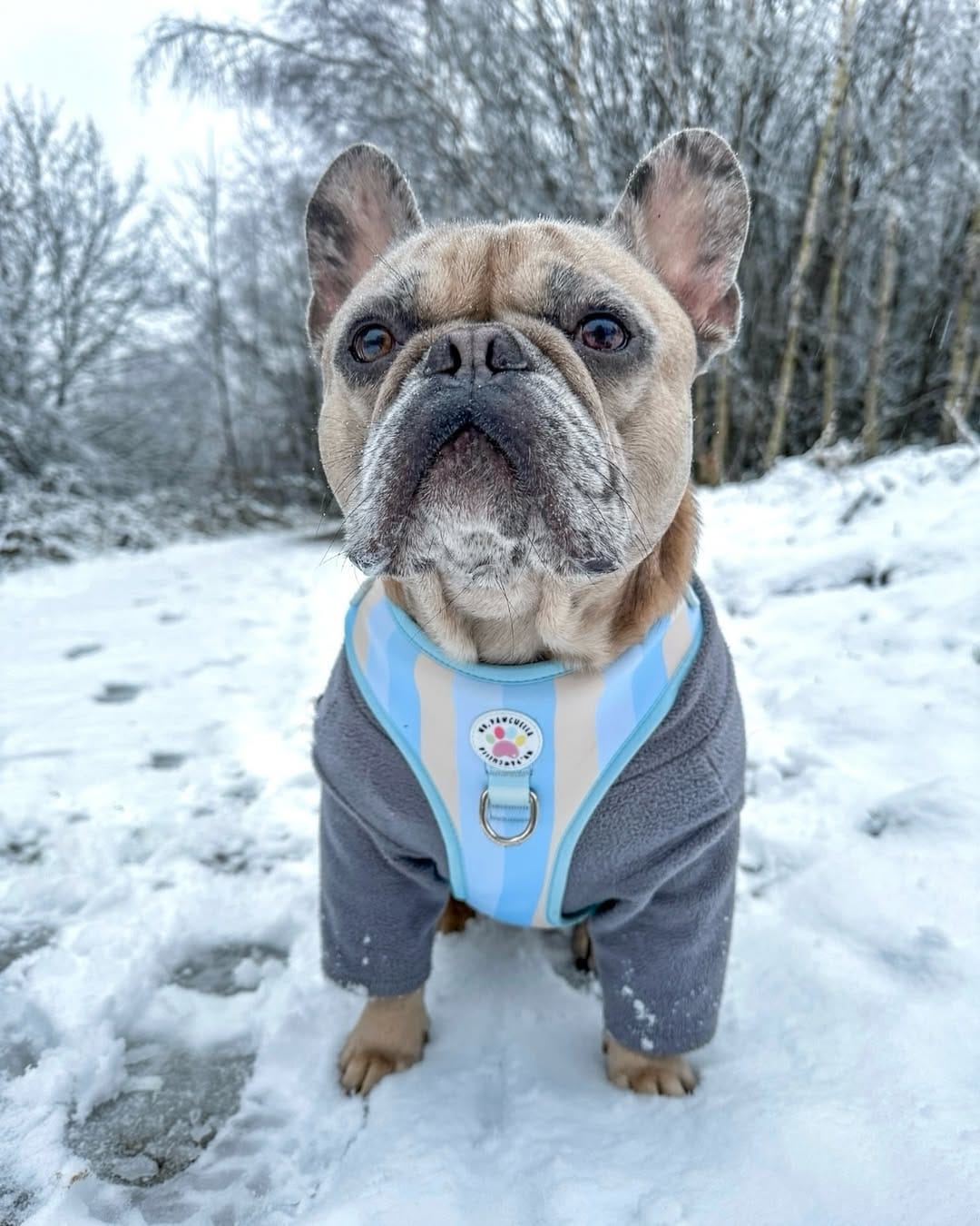 Post 5 by Ophelia & Rocco’s adventures 🤍 on Instagram (image)