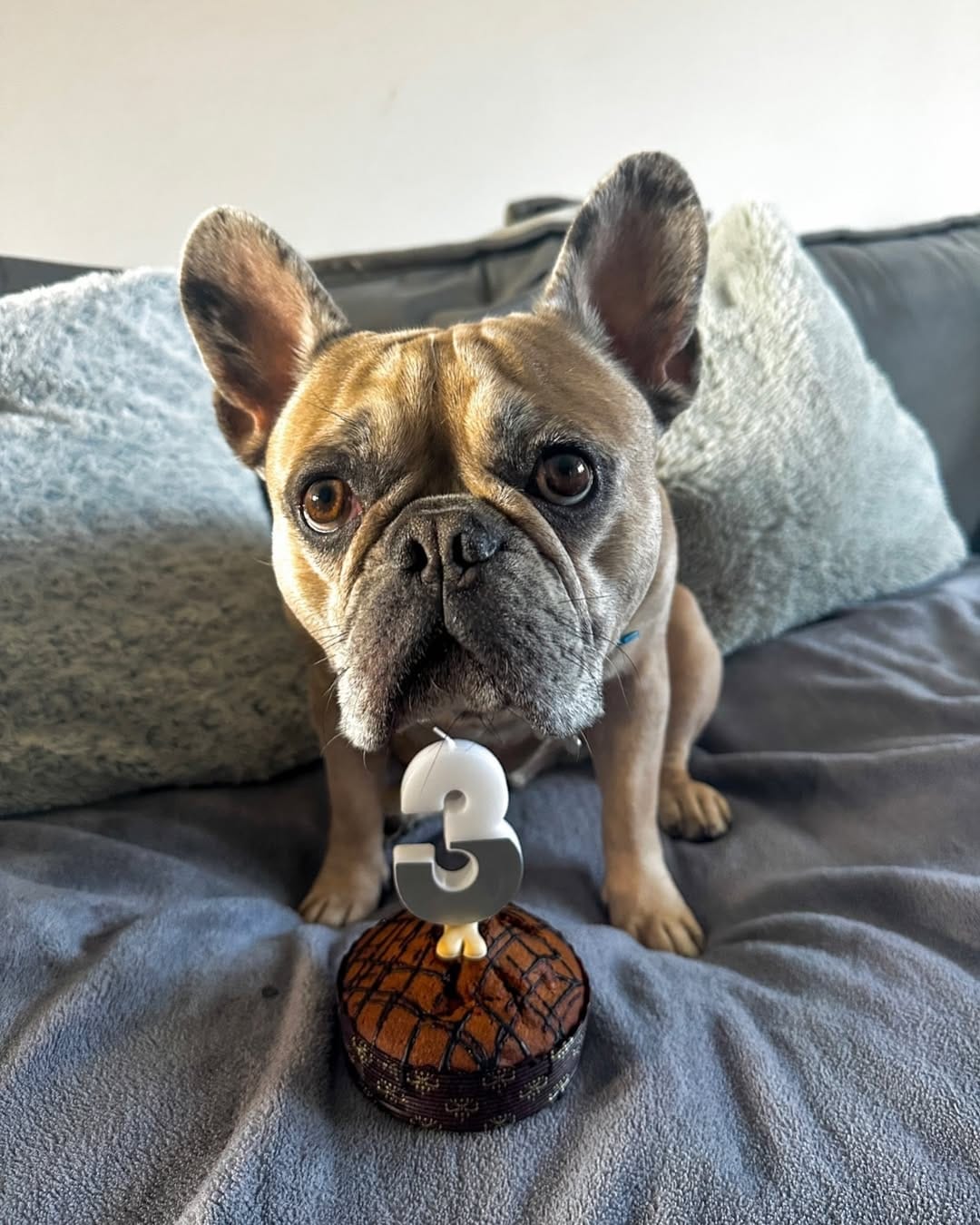 Post 1 by Ophelia & Rocco’s adventures 🤍 on Instagram (image)