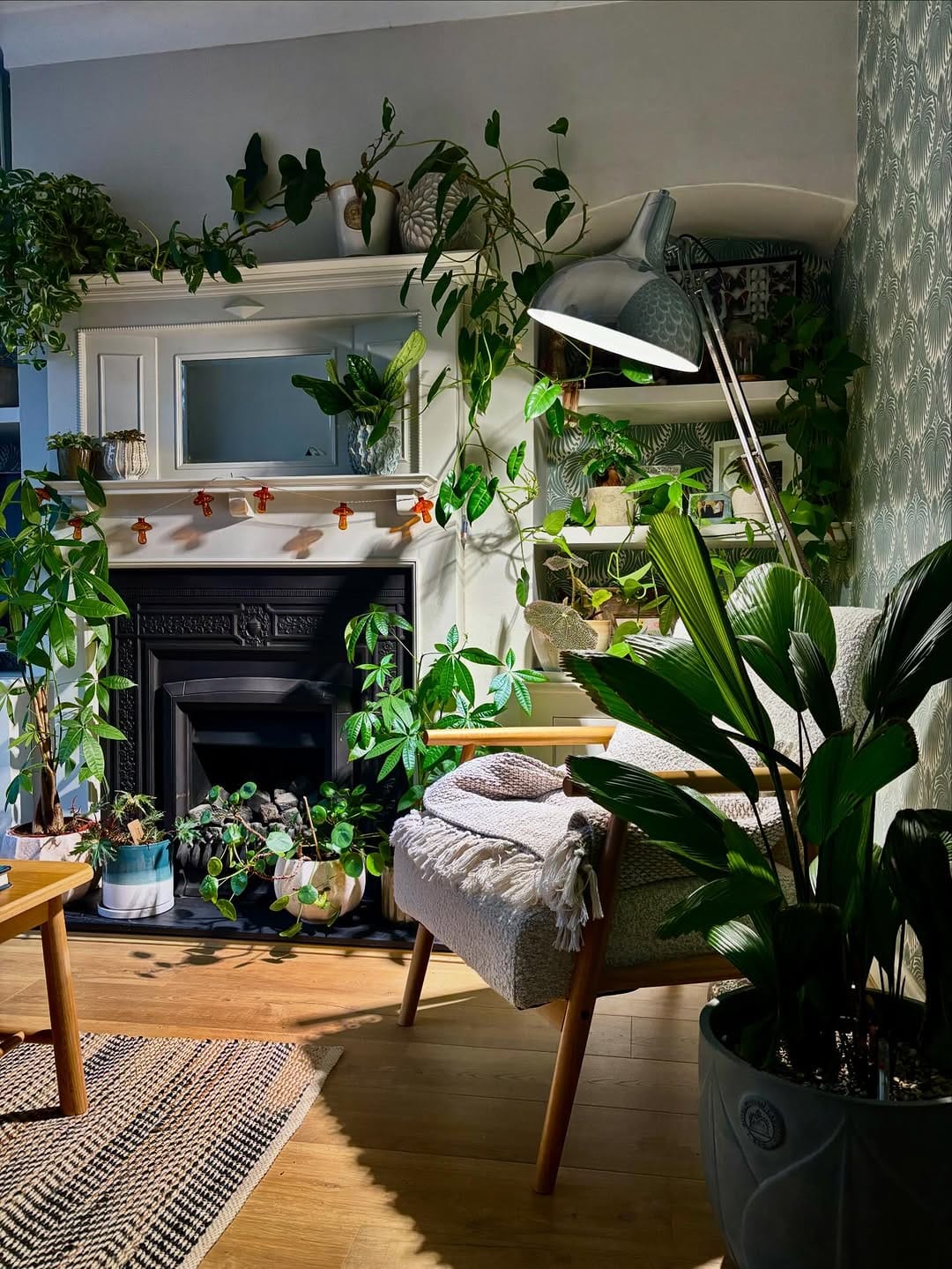 Post 1 by Happy Houseplants ™️ on Instagram (image)