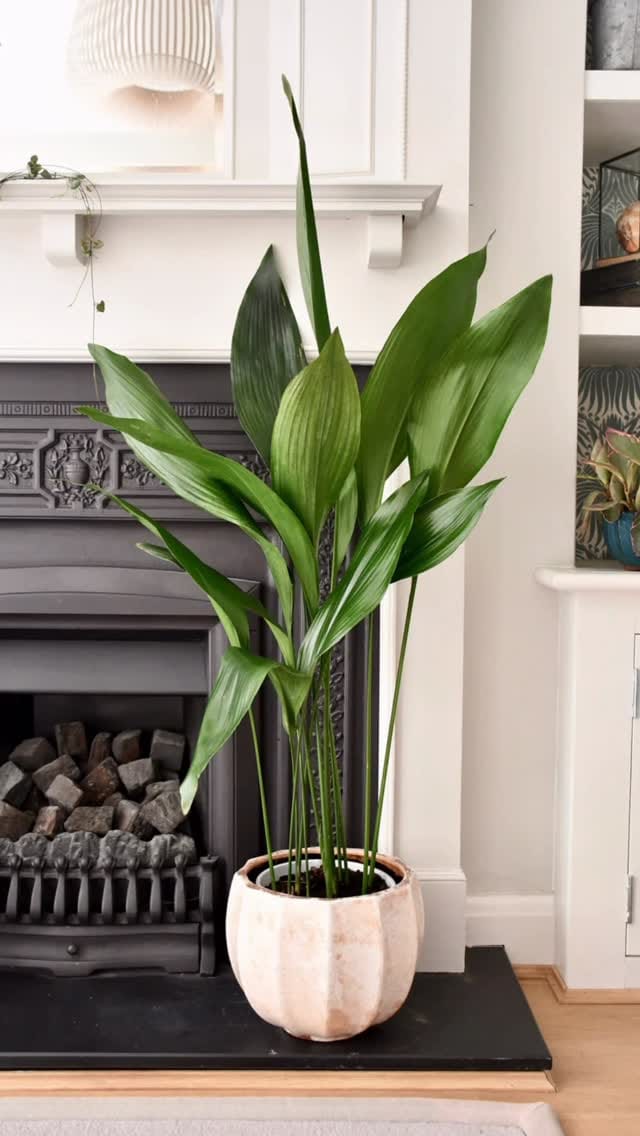 Post 2 by Happy Houseplants ™️ on Instagram (video)