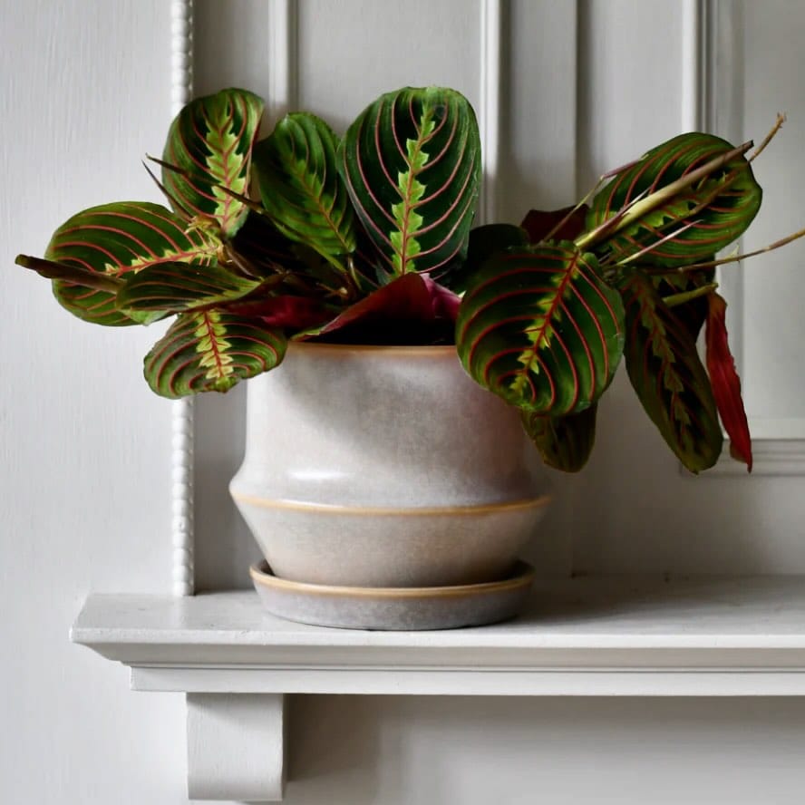 Post 9 by Happy Houseplants ™️ on Instagram (image)