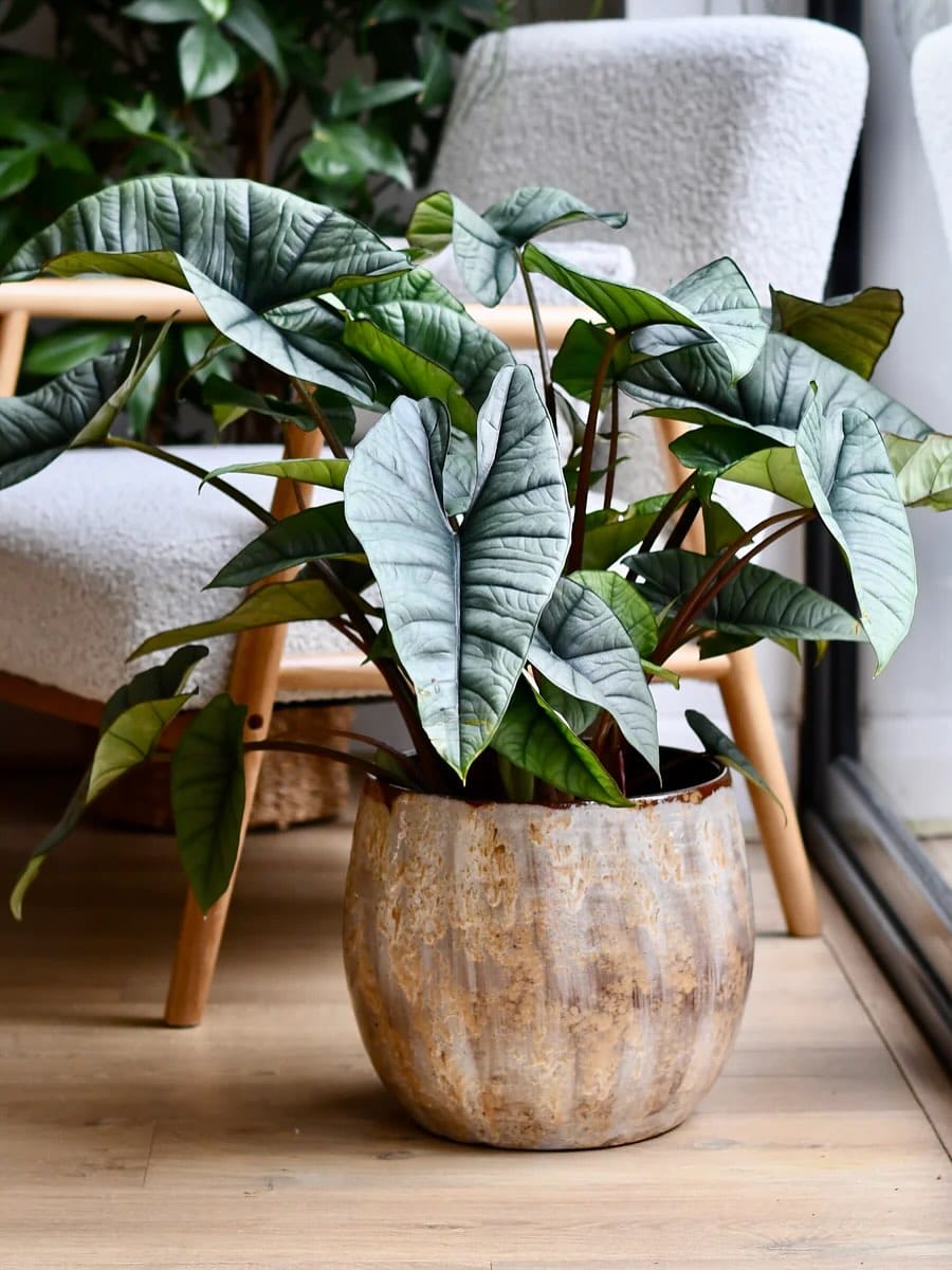 Post 7 by Happy Houseplants ™️ on Instagram (carousel)