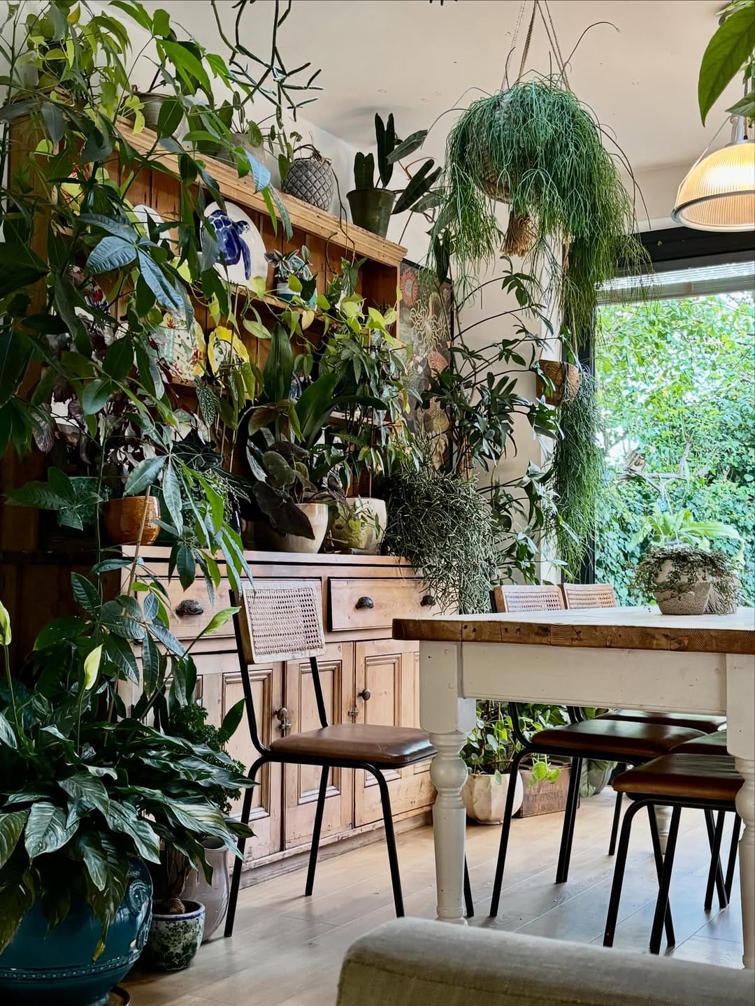 Post 10 by Happy Houseplants ™️ on Instagram (image)