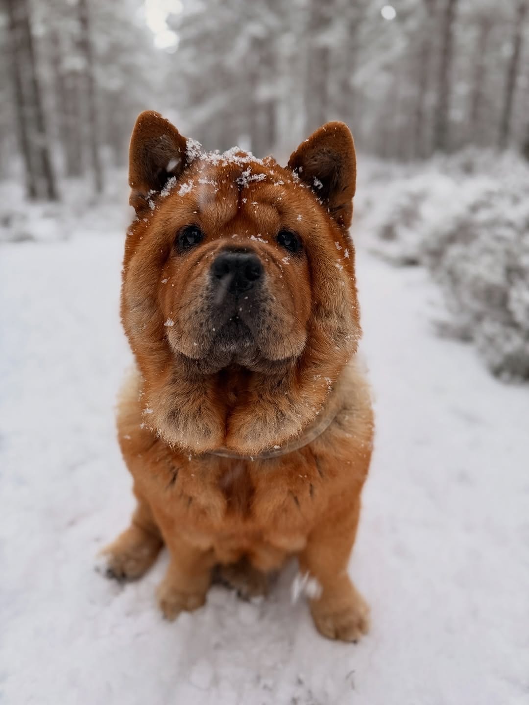 Post 6 by RideScotland on Instagram (image)
