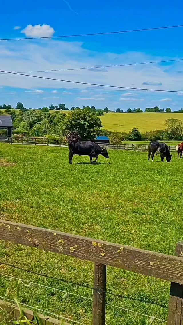 Post 5 by hillfarmfinest TM on Instagram (video)