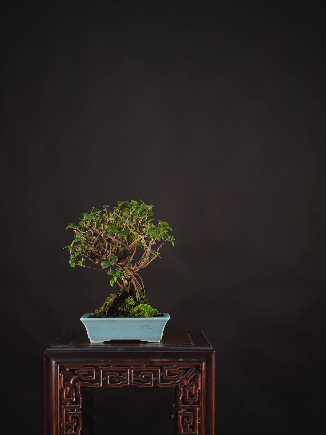 Post 4 by Herons Bonsai Nursery on Instagram (carousel)