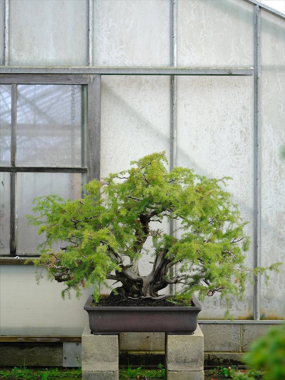 Post 8 by Herons Bonsai Nursery on Instagram (carousel)