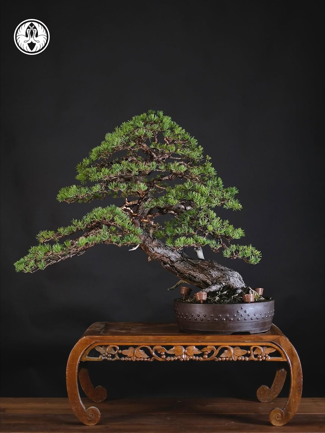 Post 9 by Herons Bonsai Nursery on Instagram (carousel)