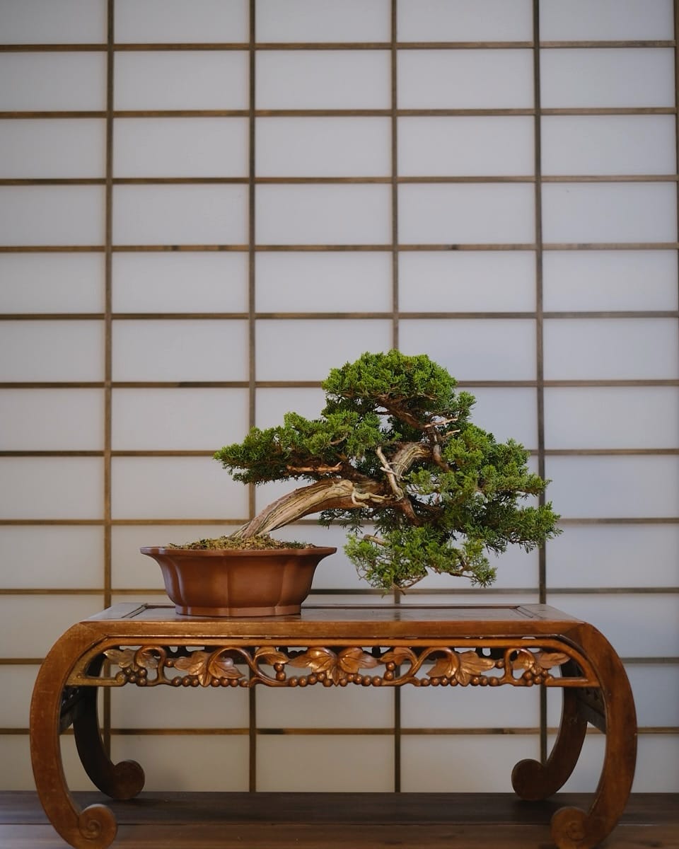 Post 10 by Herons Bonsai Nursery on Instagram (carousel)