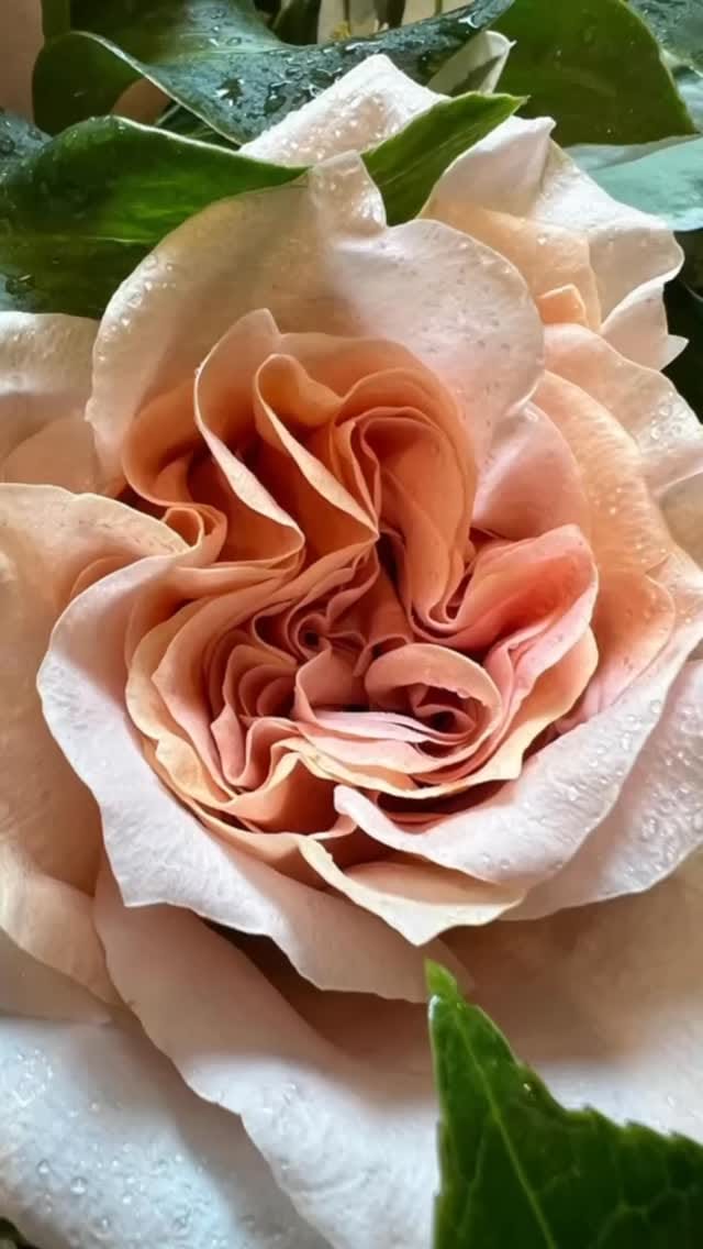 Post 4 by Wendy Haedrich Siegel on Instagram (video)