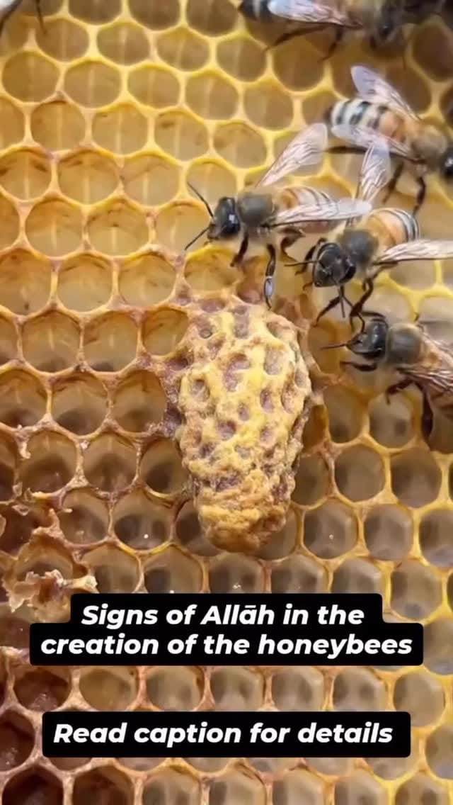 Post 1 by Mujeza Honey Australia on Instagram (video)