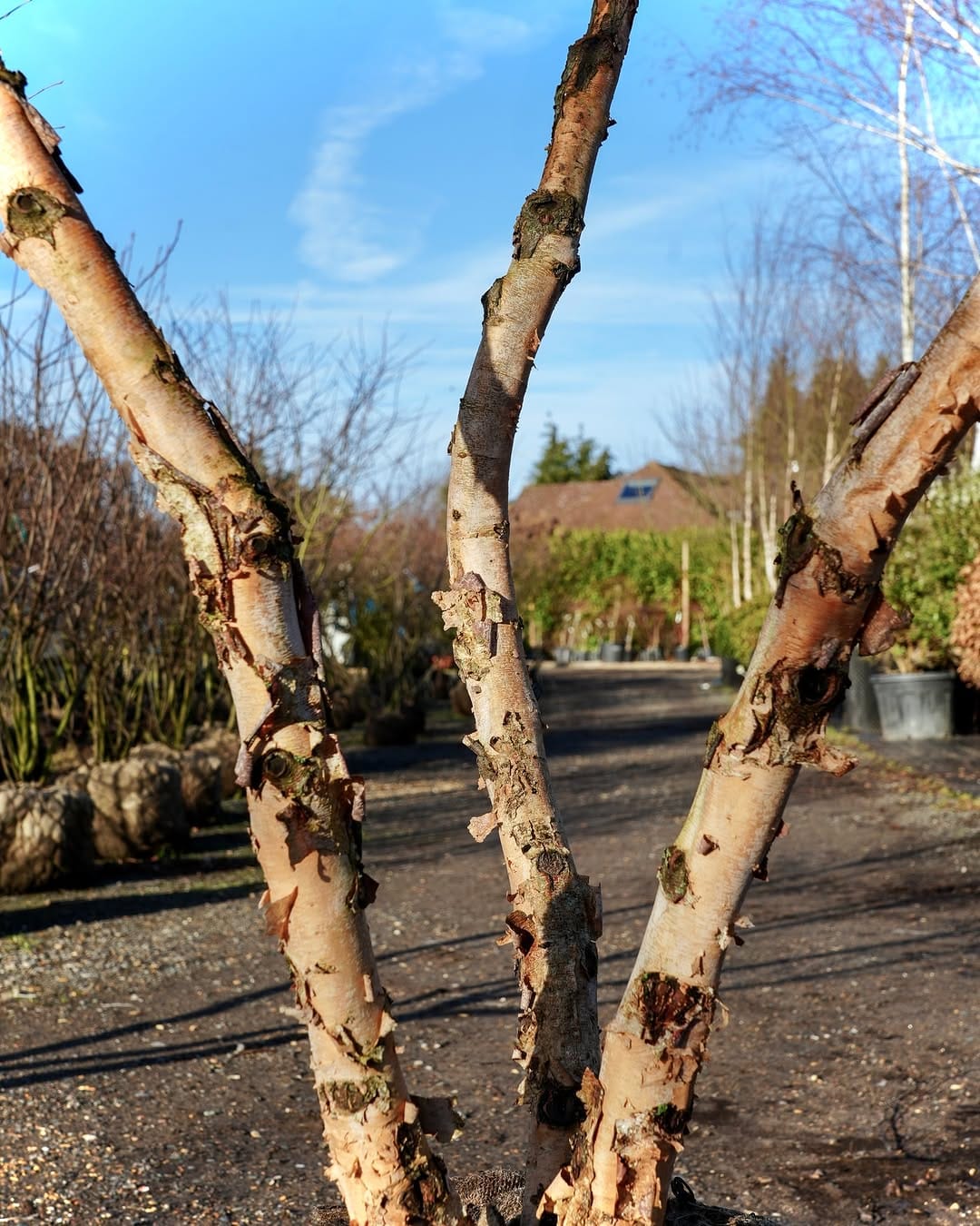 Post 4 by Form Plants Ltd on Instagram (carousel)