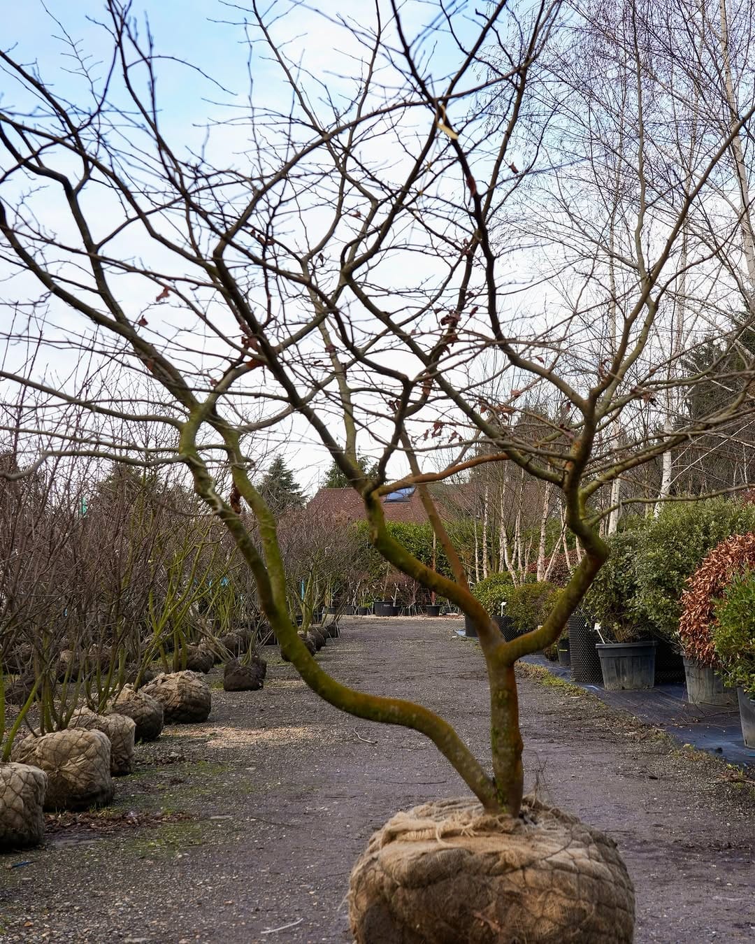 Post 2 by Form Plants Ltd on Instagram (carousel)