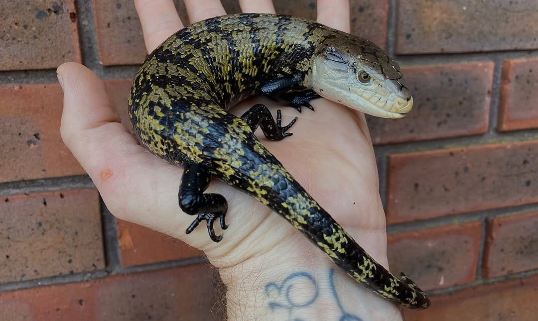 Post 9 by Crystal Palace Reptiles on Instagram (image)