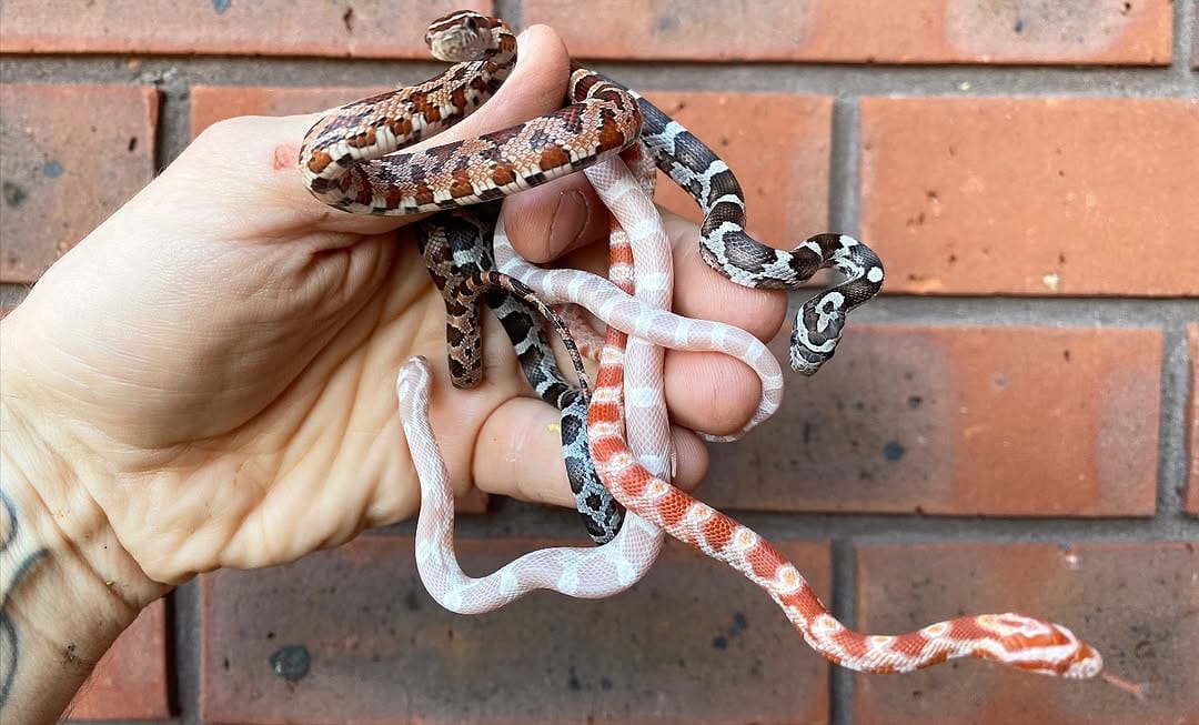 Post 7 by Crystal Palace Reptiles on Instagram (image)
