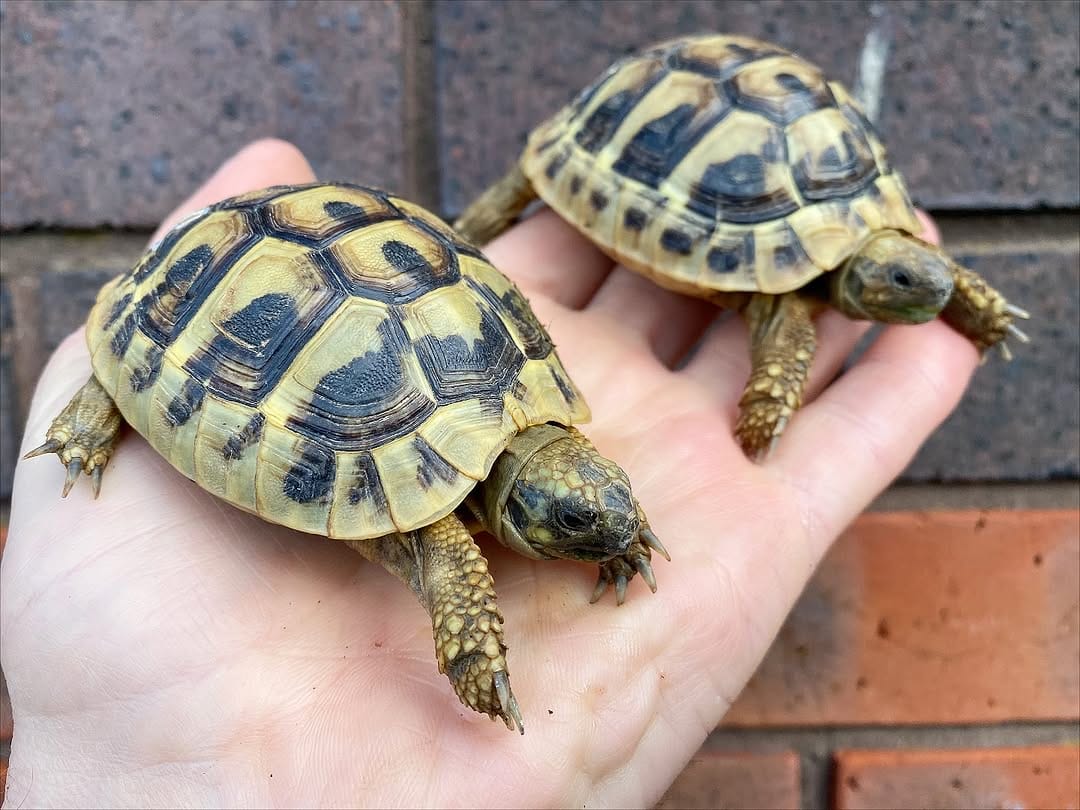 Post 5 by Crystal Palace Reptiles on Instagram (image)