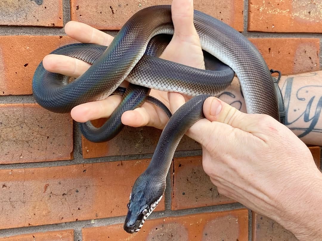 Post 4 by Crystal Palace Reptiles on Instagram (image)