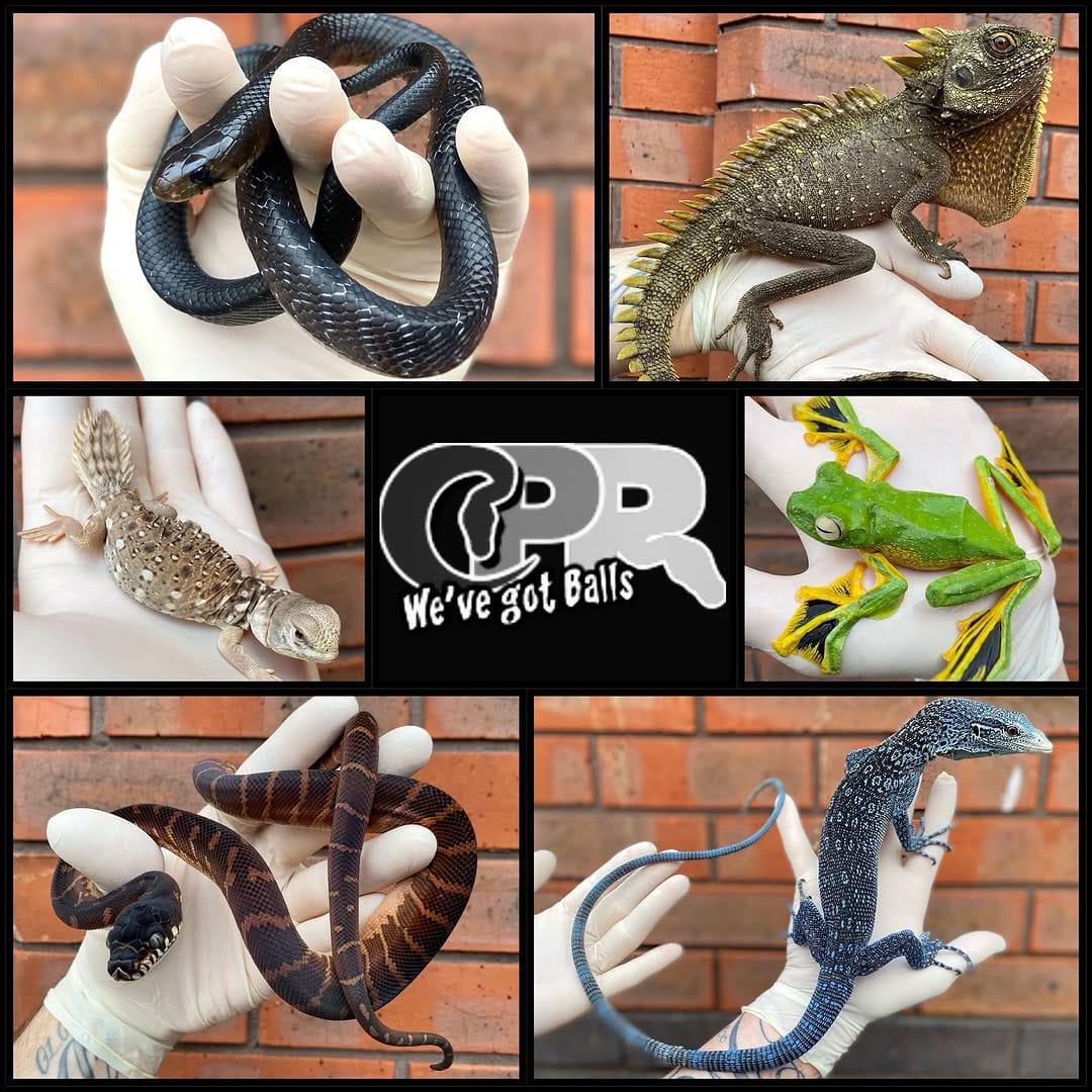 Post 10 by Crystal Palace Reptiles on Instagram (image)