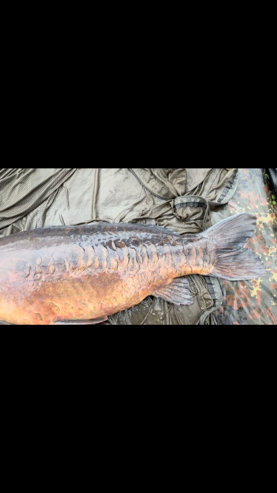 Post 5 by Oxford Carp Baits on Instagram (video)