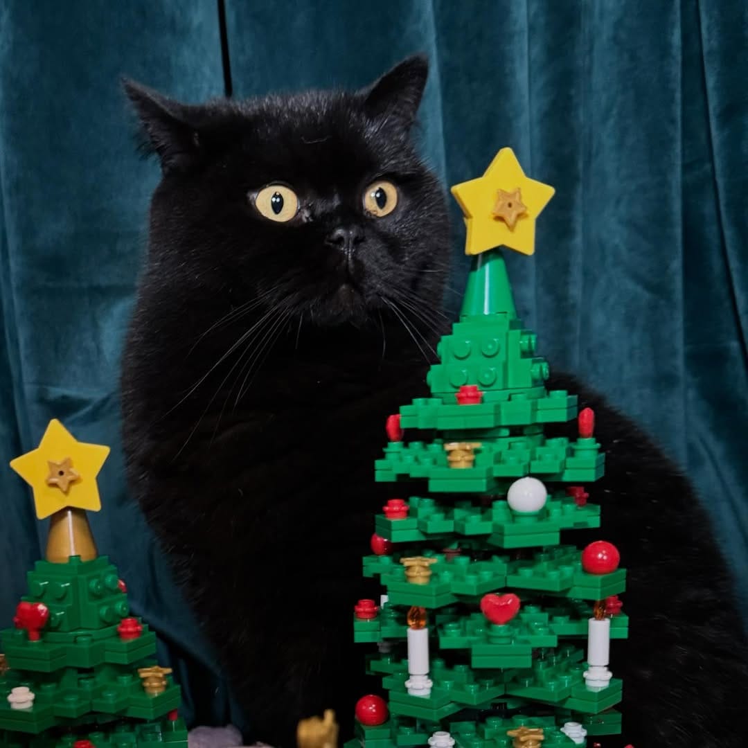 Post 5 by Freak Meowt on Instagram (image)