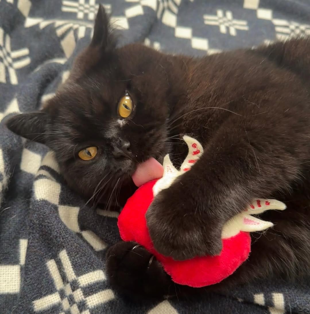 Post 6 by Freak Meowt on Instagram (carousel)
