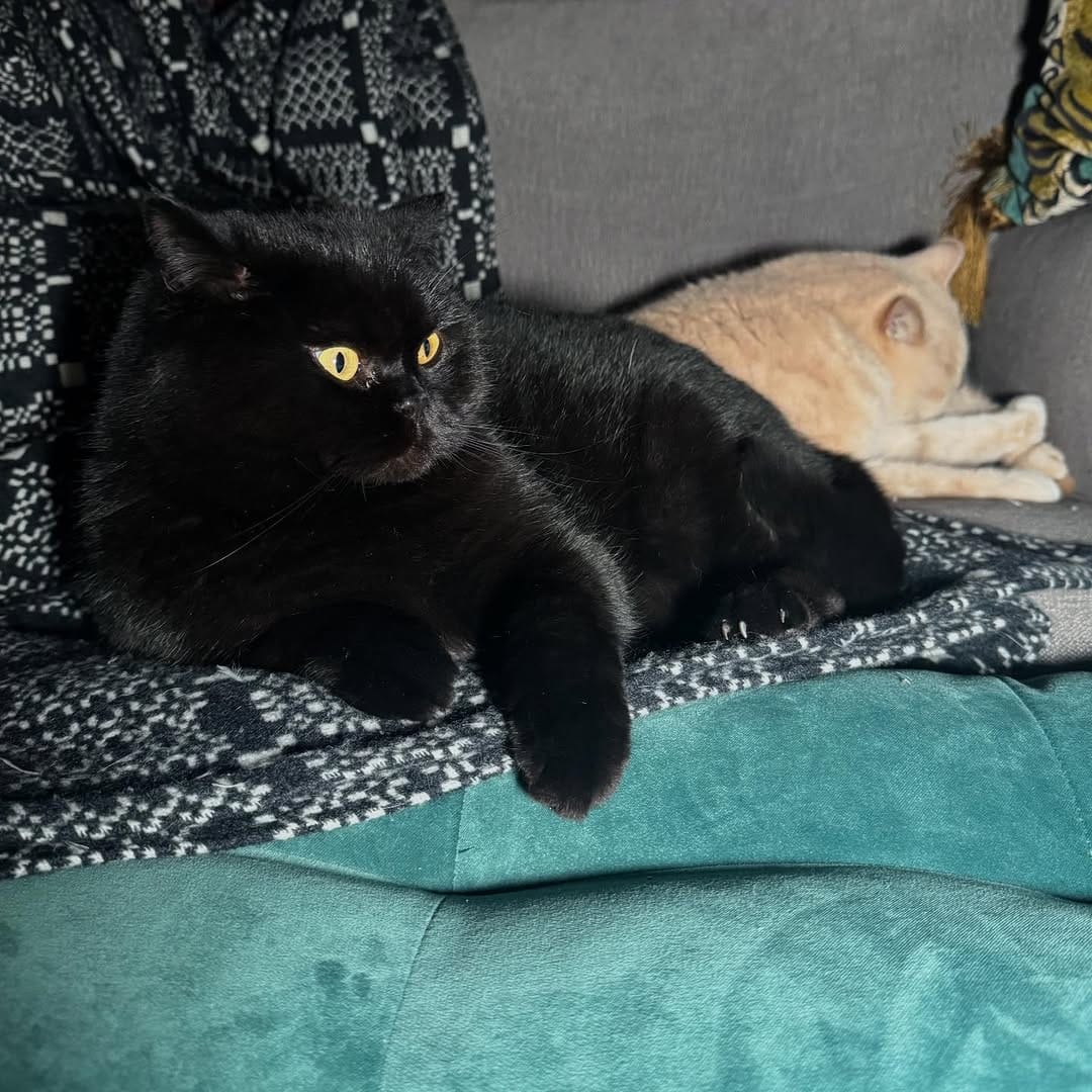 Post 2 by Freak Meowt on Instagram (image)