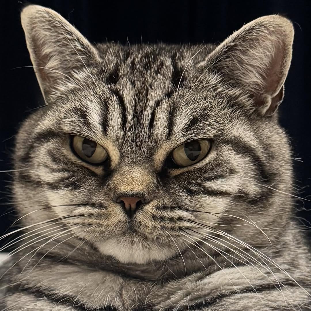 Post 10 by Freak Meowt on Instagram (image)