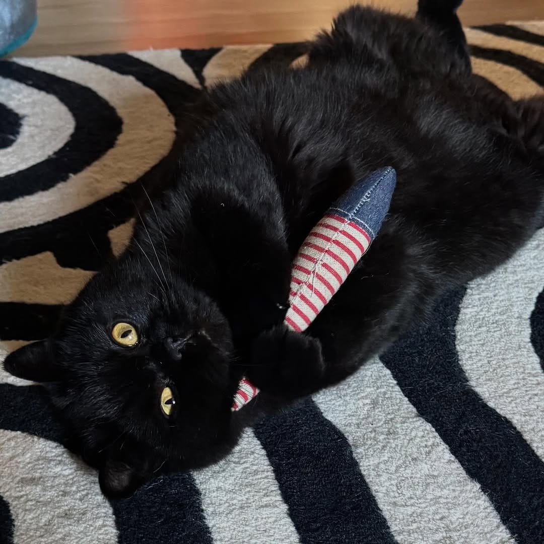 Post 7 by Freak Meowt on Instagram (image)