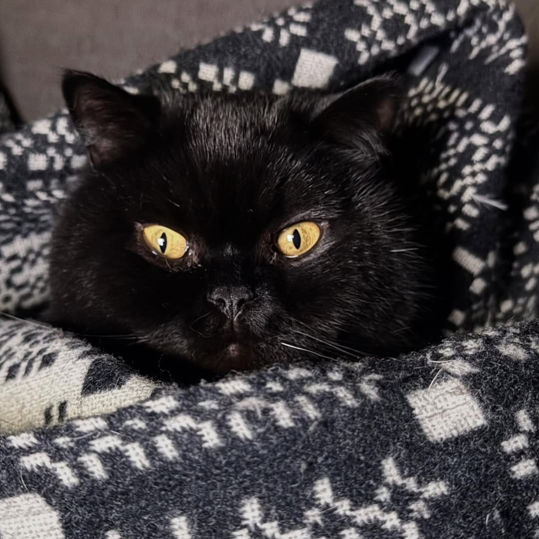 Post 4 by Freak Meowt on Instagram (image)