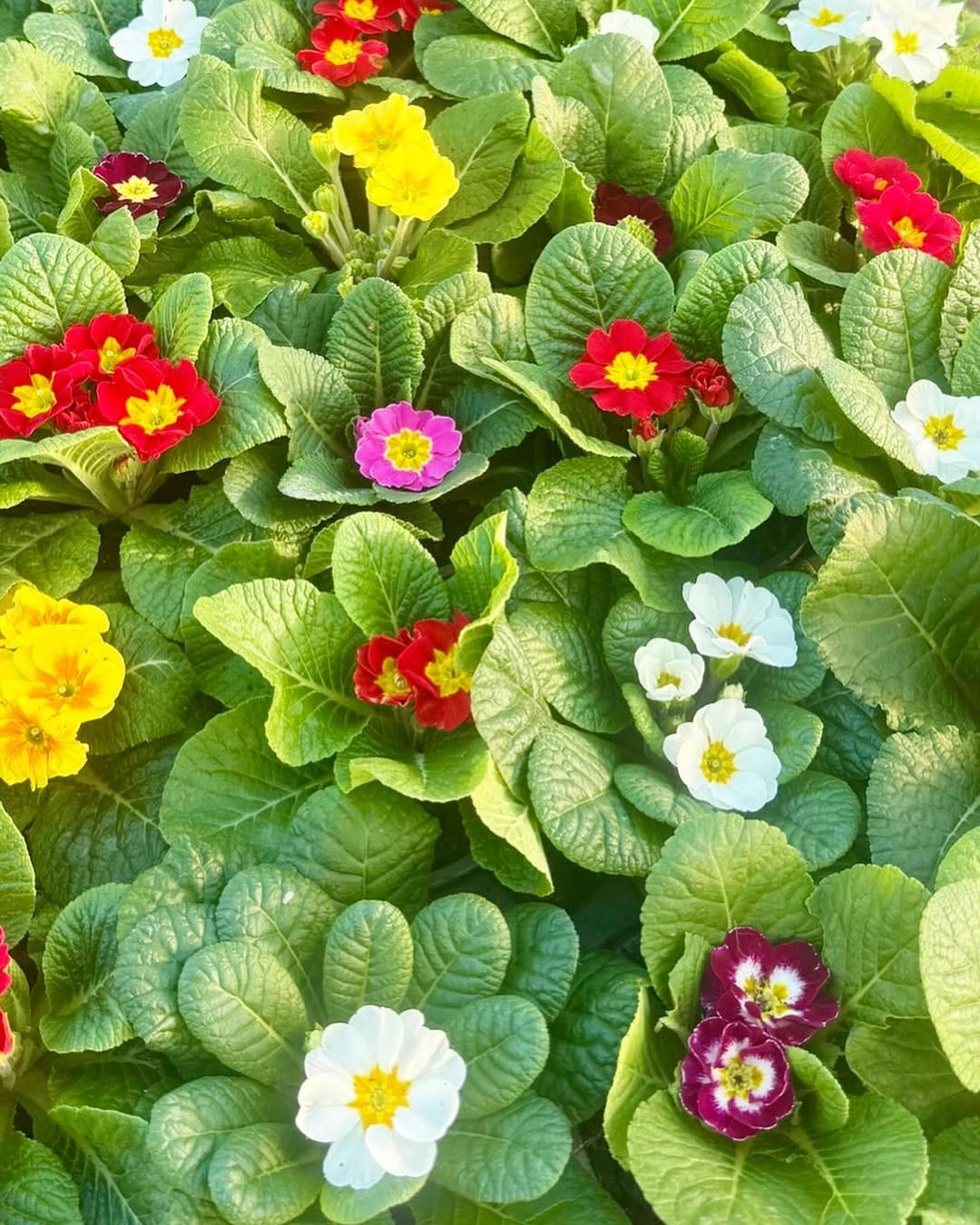 Post 1 by Hillview Nurseries on Instagram (carousel)