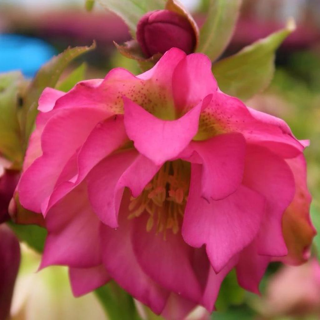 Post 6 by Hillview Nurseries on Instagram (carousel)