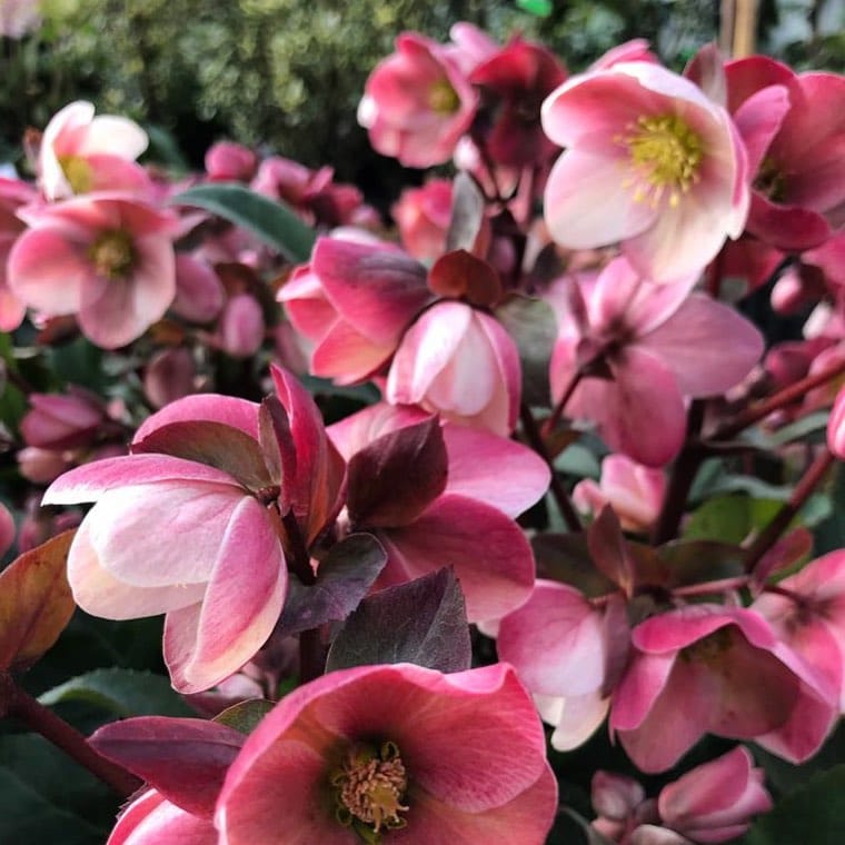 Post 3 by Hillview Nurseries on Instagram (image)