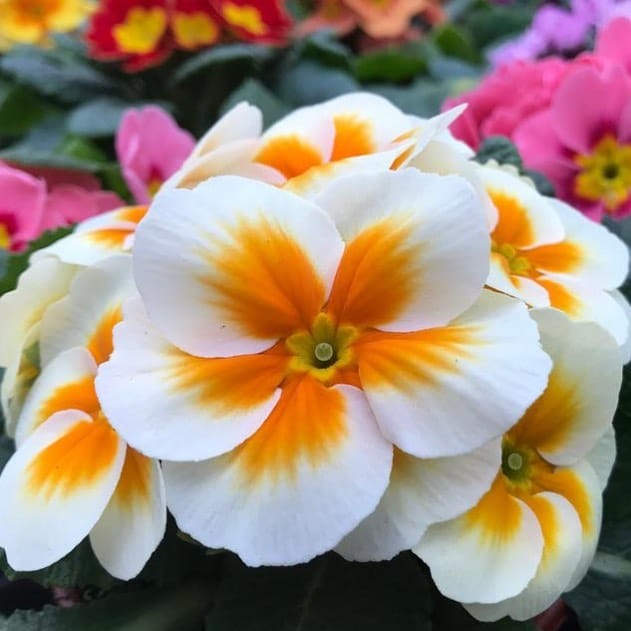Post 9 by Hillview Nurseries on Instagram (image)