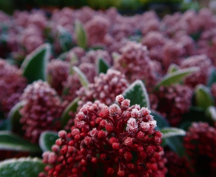 Post 5 by Hillview Nurseries on Instagram (image)