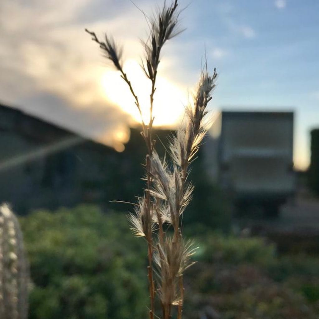 Post 10 by Hillview Nurseries on Instagram (carousel)