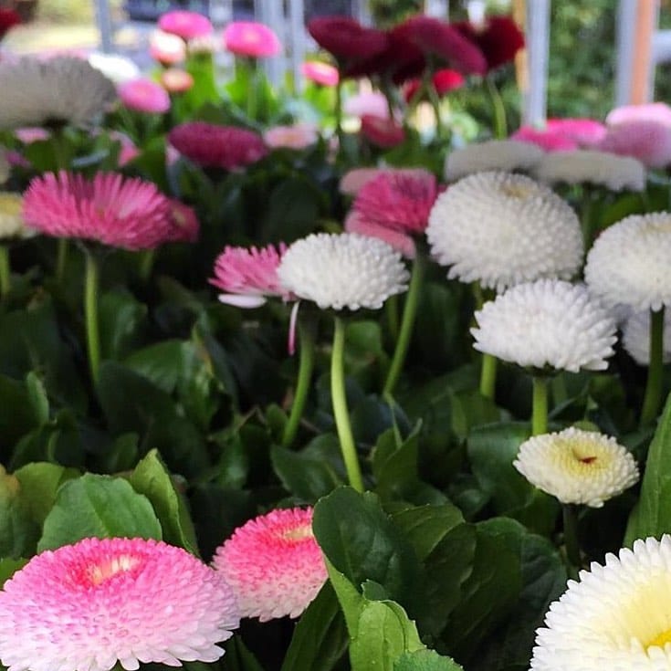 Post 8 by Hillview Nurseries on Instagram (image)