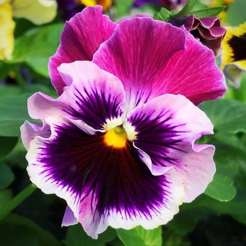 Post 7 by Hillview Nurseries on Instagram (image)
