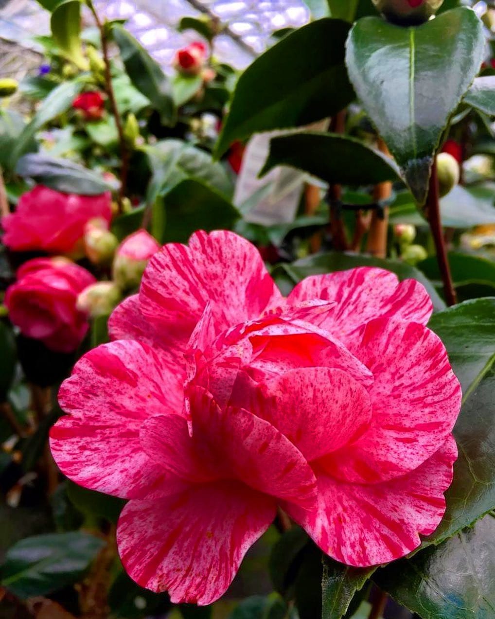 Post 4 by Hillview Nurseries on Instagram (image)