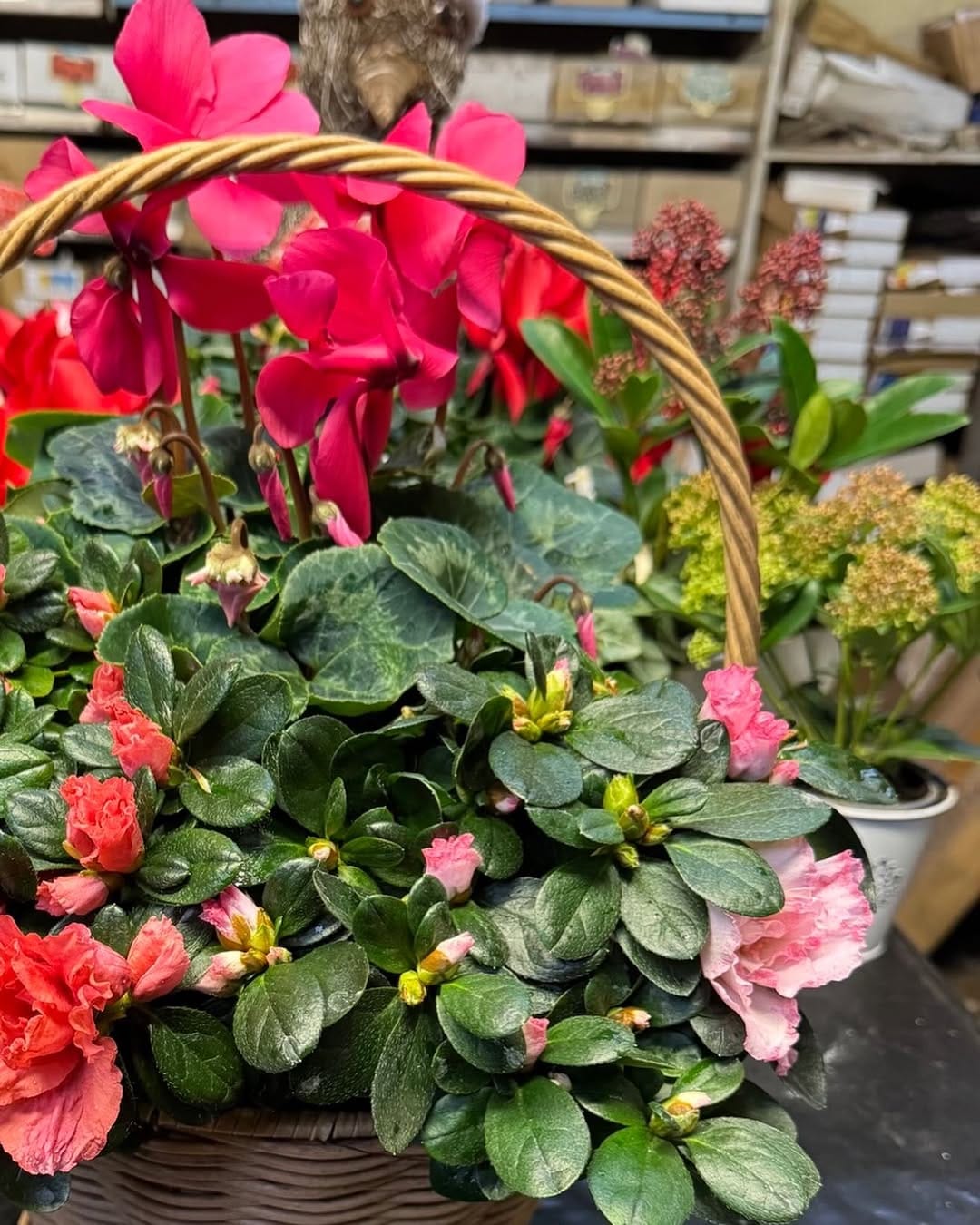 Post 2 by Hillview Nurseries on Instagram (carousel)