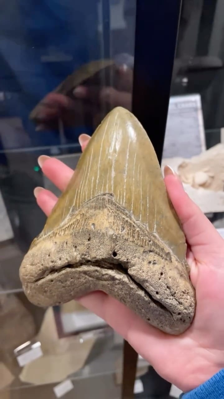 Post 8 by Dino Fossils UK on Instagram (video)