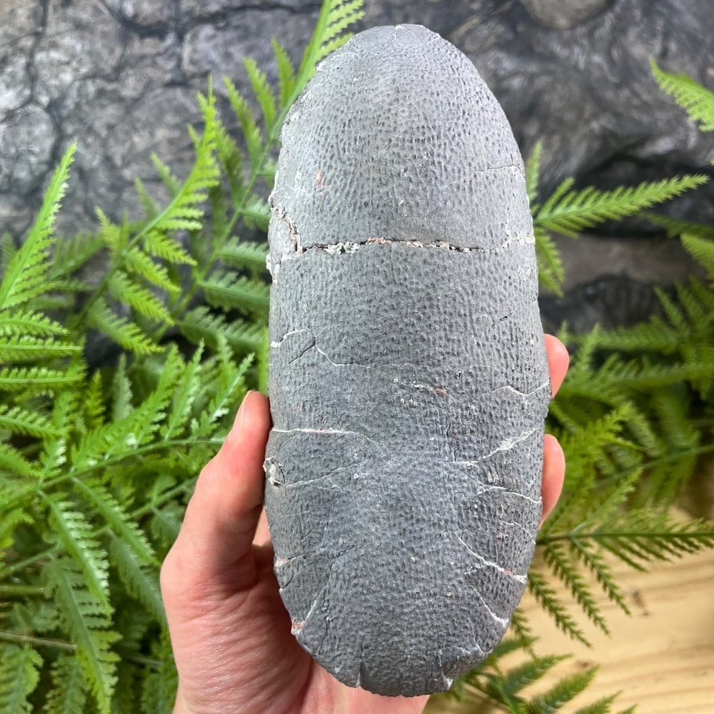 Post 9 by Dino Fossils UK on Instagram (carousel)
