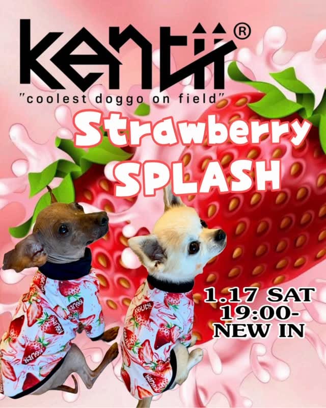 Post 1 by kentii_Dogclothes on Instagram (video)