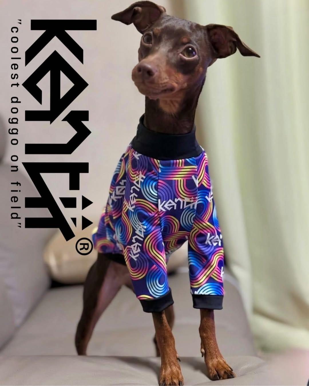 Post 5 by kentii_Dogclothes on Instagram (image)