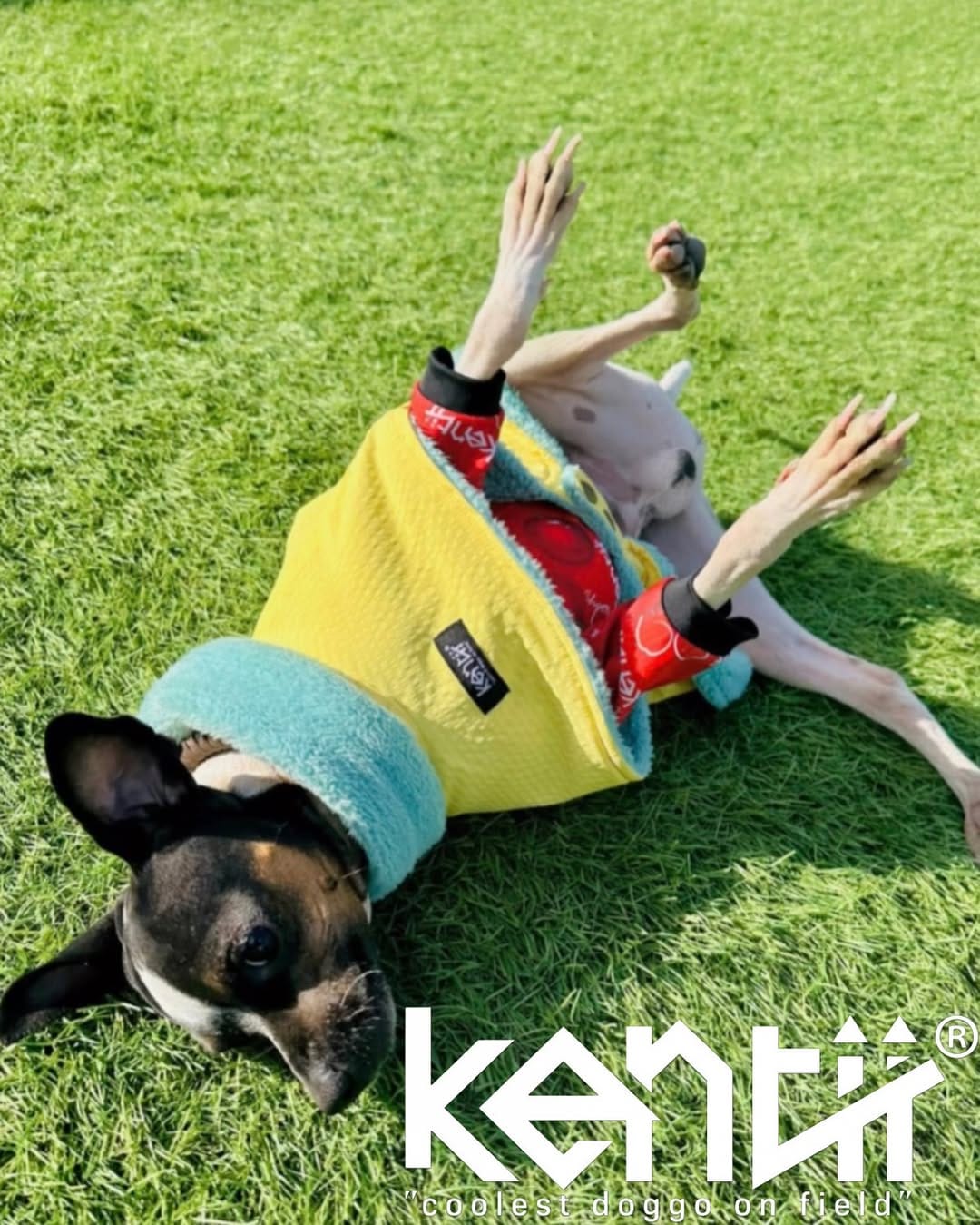 Post 7 by kentii_Dogclothes on Instagram (image)